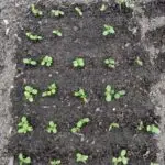 sunflower sprouts