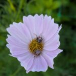 bees in pink cosmos