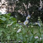 bending daisies sunset 7 6 26