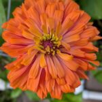 dark orange zin