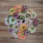 focal zinnia bucket 2 7 14 26