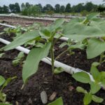 sunflower plant in field