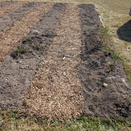 About Fall planting started. Spoiler alert! Some of them survived (way to go daisies), others did not (RIP hyssop).