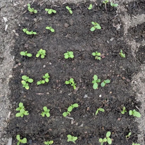 About sunflower sprouts